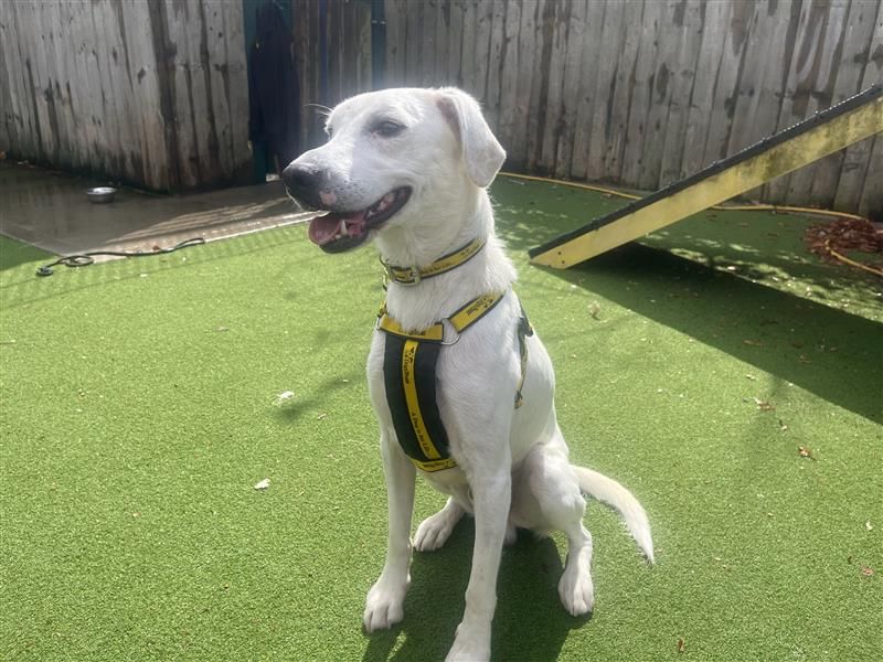 Clive | Collie (Border) Cross | Cardiff - 6