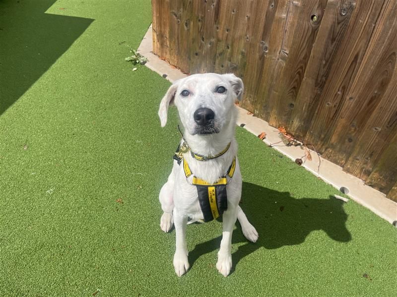 Clive | Collie (Border) Cross | Cardiff - 2