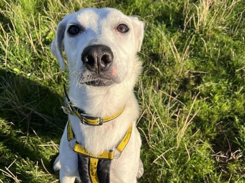 Clive | Collie (Border) Cross | Cardiff - 4