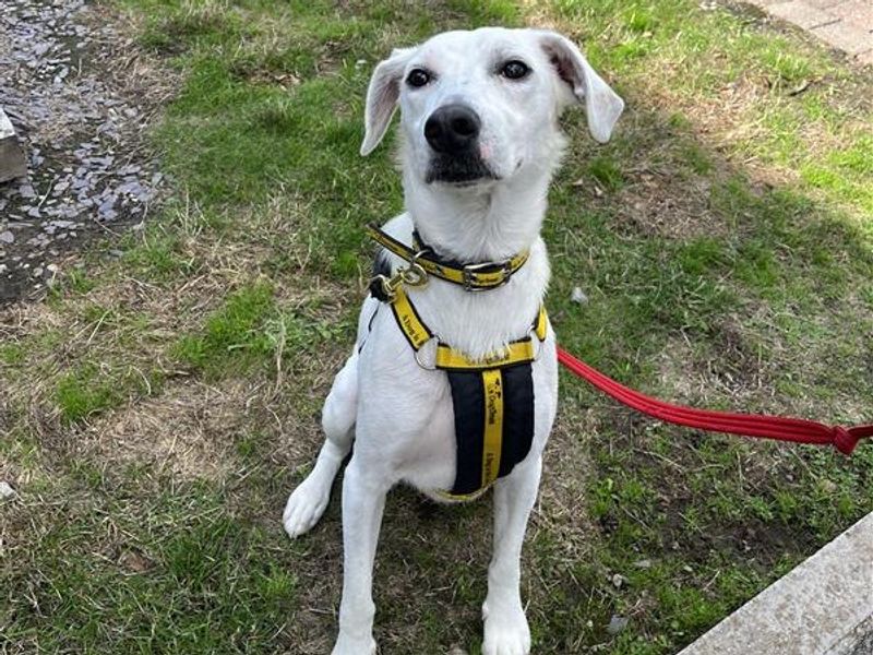 Clive | Collie (Border) Cross | Cardiff - 5