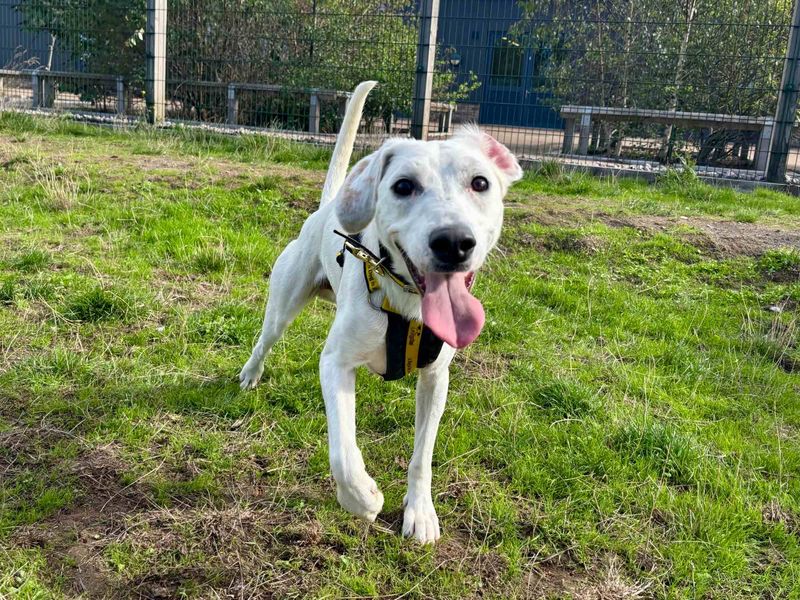 Clive | Collie (Border) Cross | Cardiff - 7