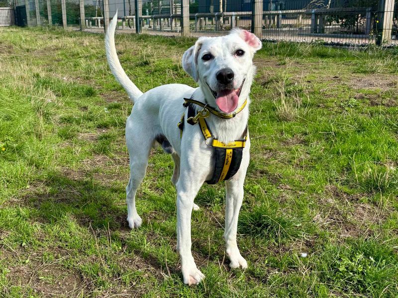 Clive | Collie (Border) Cross | Cardiff - 1