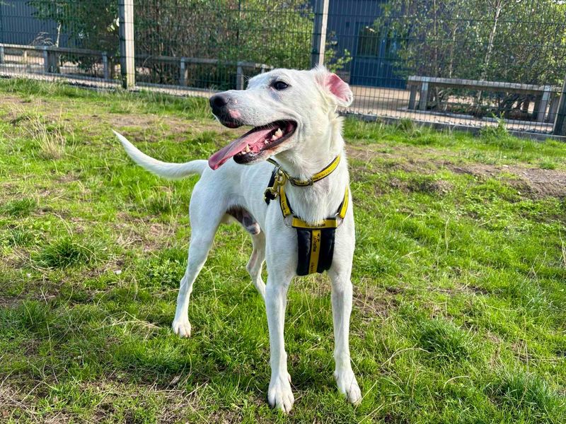 Clive | Collie (Border) Cross | Cardiff - 8