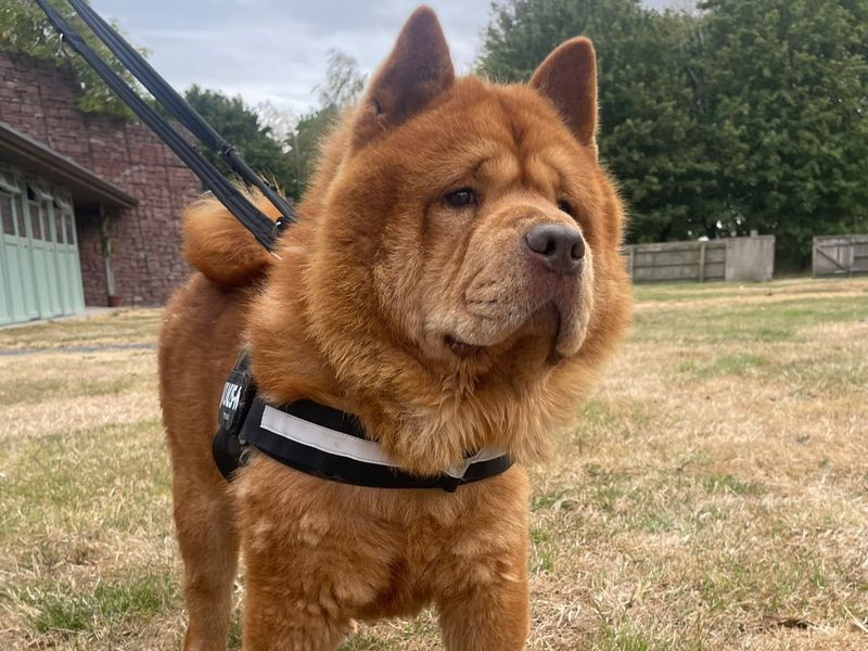 Aslan | Chow Chow | Shrewsbury (Shropshire) - 1