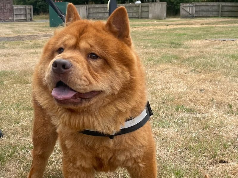 Aslan | Chow Chow | Shrewsbury (Shropshire) - 3