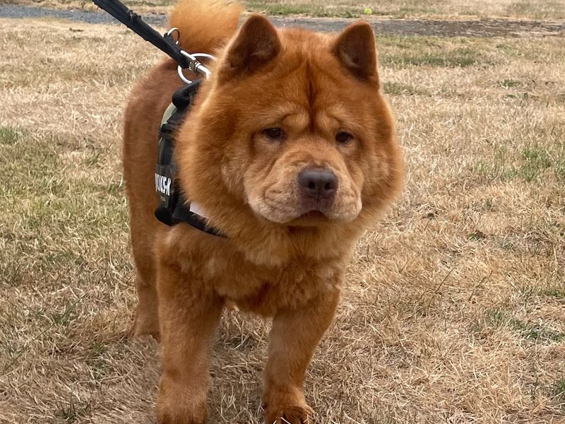 Aslan | Chow Chow | Shrewsbury (Shropshire) - 2