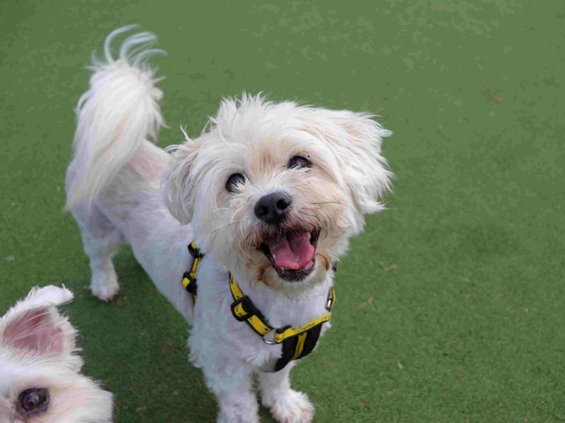Pomeranian Dogs And Puppies For Adoption