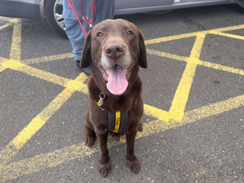 Chillie | Retriever (Labrador) | Loughborough - 1