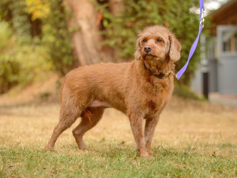 Treacle | Retriever (Labrador) Cross | Kenilworth (West Midlands) - 3