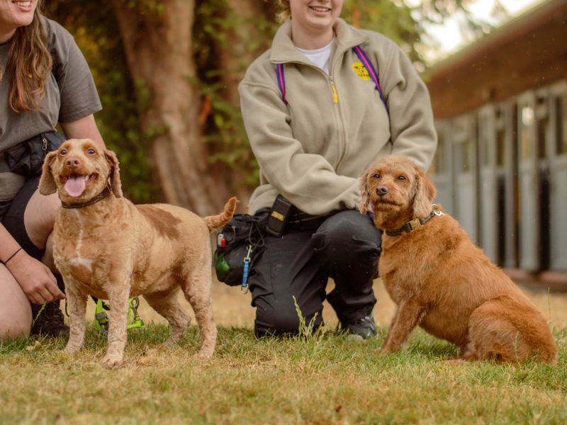 Treacle | Retriever (Labrador) Cross | Kenilworth (West Midlands) - 2