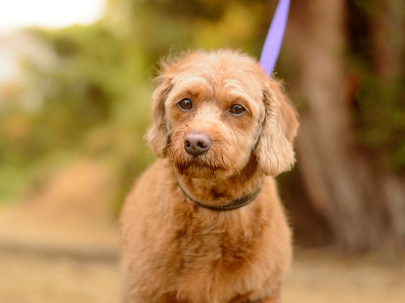 Treacle | Retriever (Labrador) Cross | Kenilworth (West Midlands) - 1
