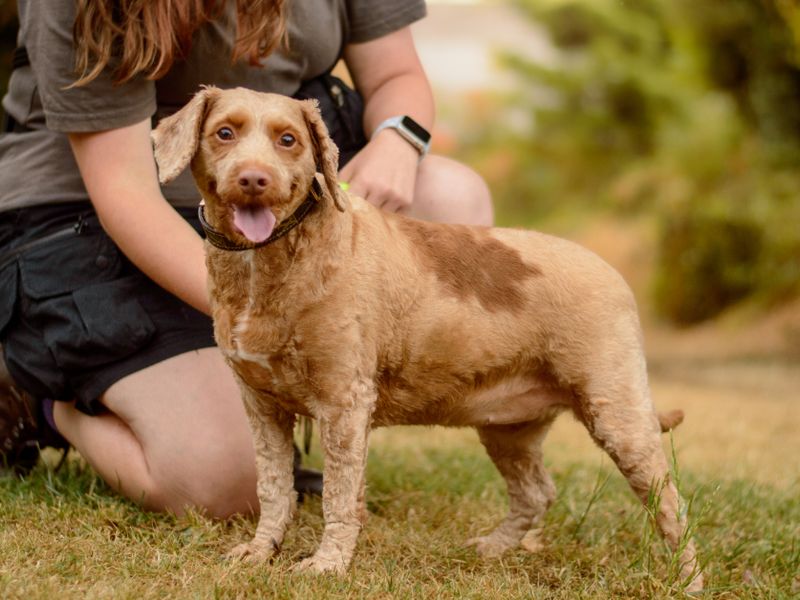 Fudge | Spaniel (Cocker) Cross | Kenilworth (West Midlands) - 3