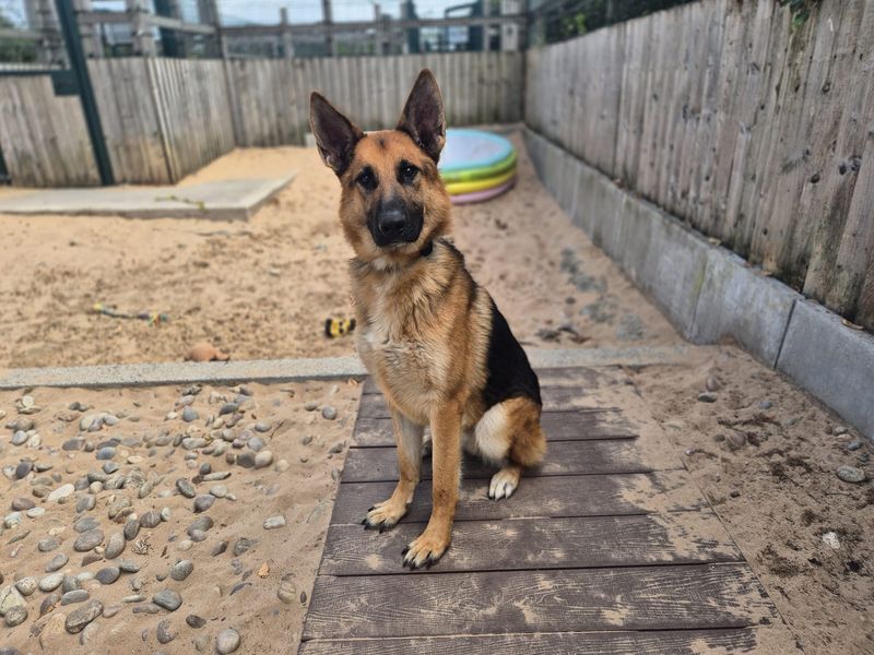 Ozzy | German Shepherd Dog | Cardiff - 2