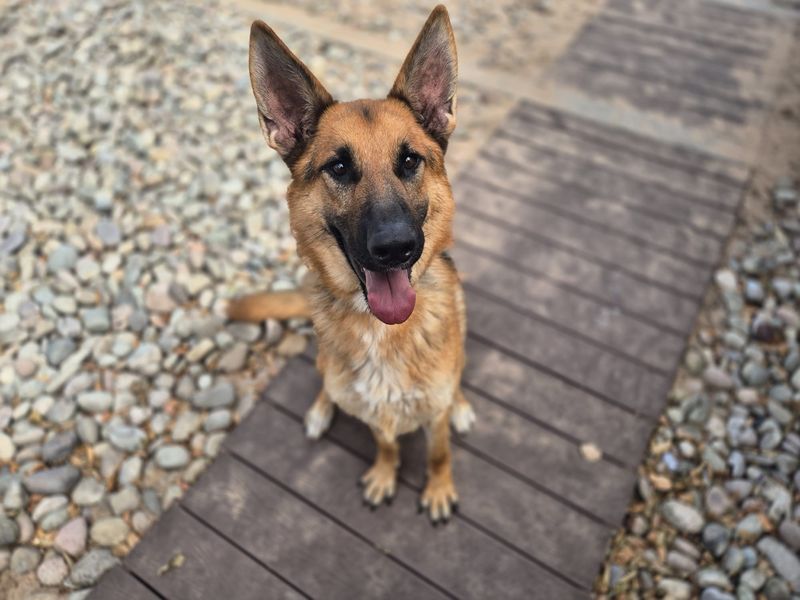 Ozzy | German Shepherd Dog | Cardiff - 3