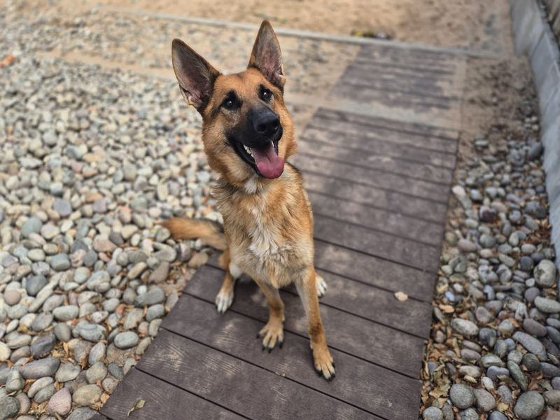 Ozzy | German Shepherd Dog | Cardiff - 1