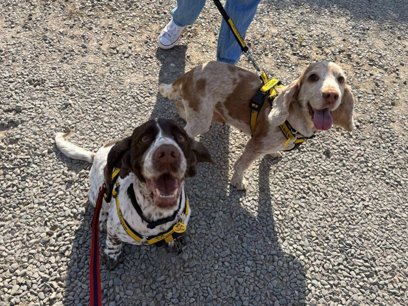 Lola | Spaniel (English Springer) | Loughborough - 2