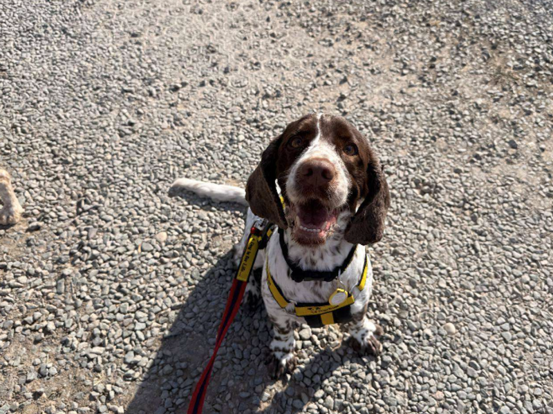 Springer Spaniel Dogs And Puppies For Adoption