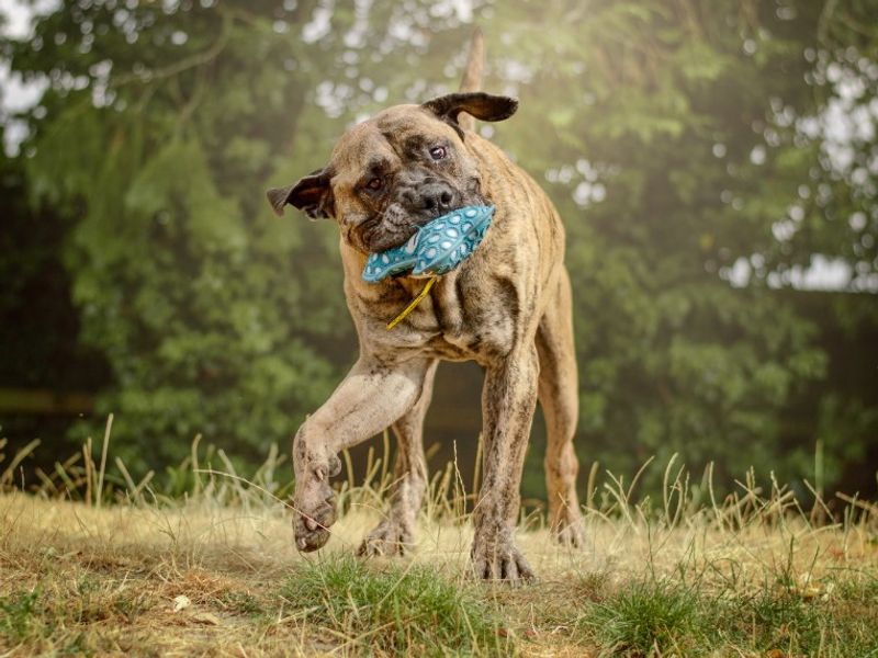 Doug | Mastiff Cross | Kenilworth (West Midlands) - 5