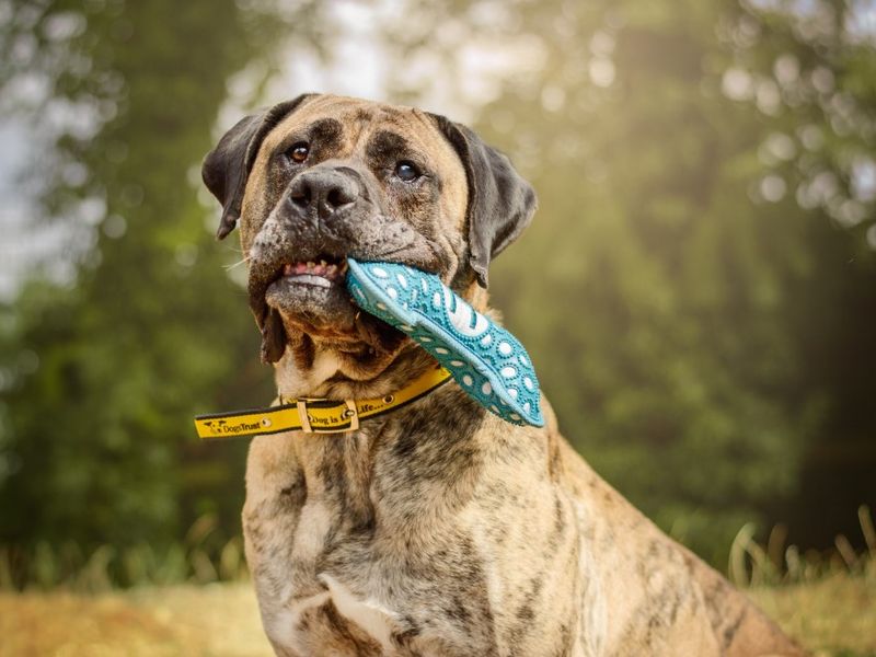 Doug | Mastiff Cross | Kenilworth (West Midlands) - 2