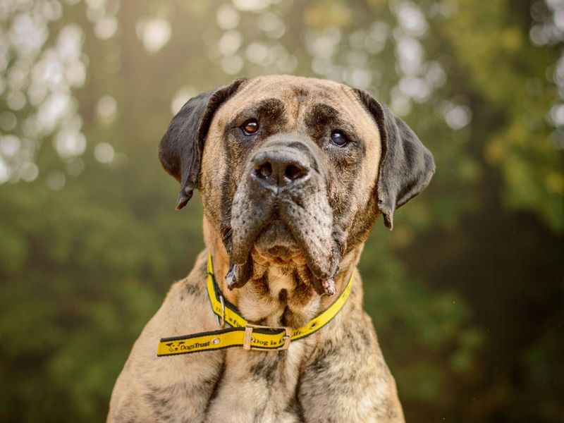 Doug | Mastiff Cross | Kenilworth (West Midlands) - 3