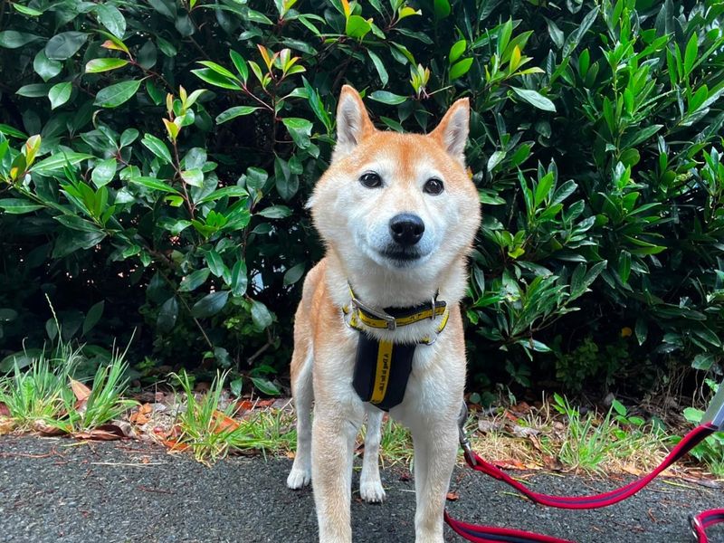 Lola | Japanese Shiba Inu | Ilfracombe - 1
