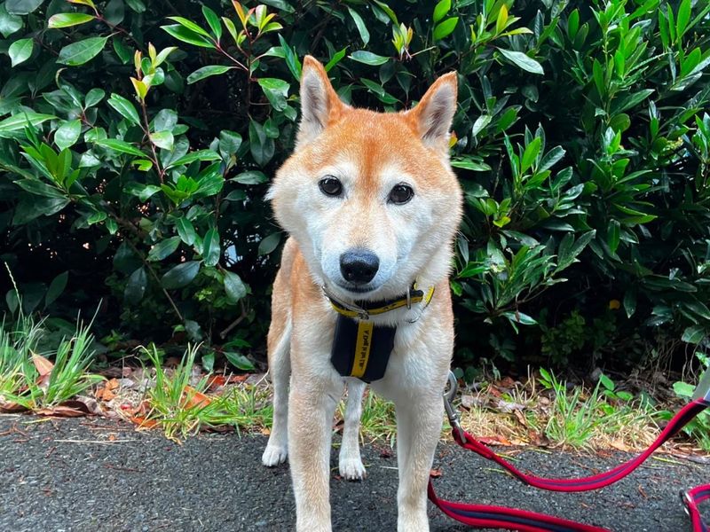 Lola | Japanese Shiba Inu | Ilfracombe - 2