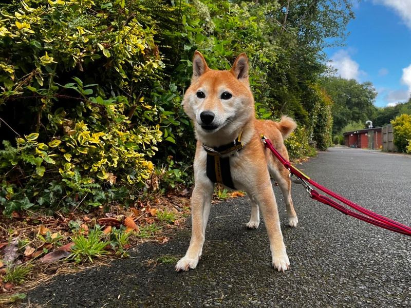 Lola | Japanese Shiba Inu | Ilfracombe - 3