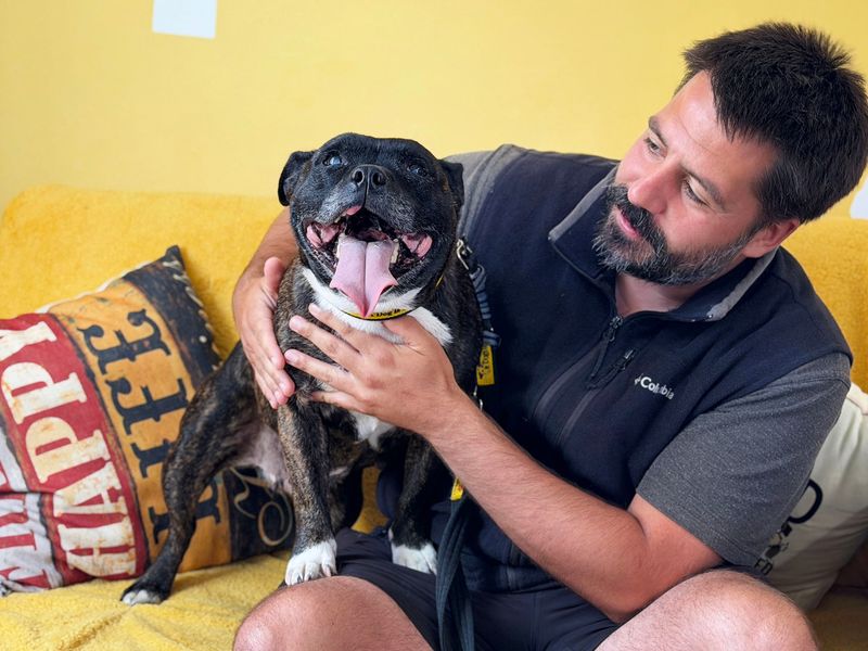 Izzy | Terrier (Staffordshire Bull) | Leeds - 3