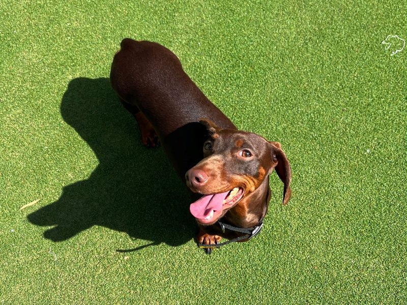 Bonnie | Dachshund (Miniature Smooth Haired) | Cardiff - 1