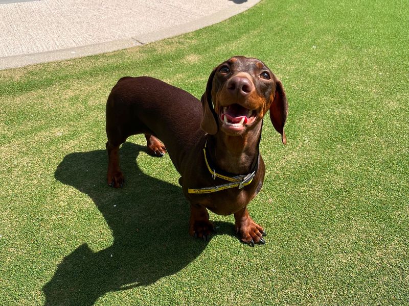 Bonnie | Dachshund (Miniature Smooth Haired) | Cardiff - 2