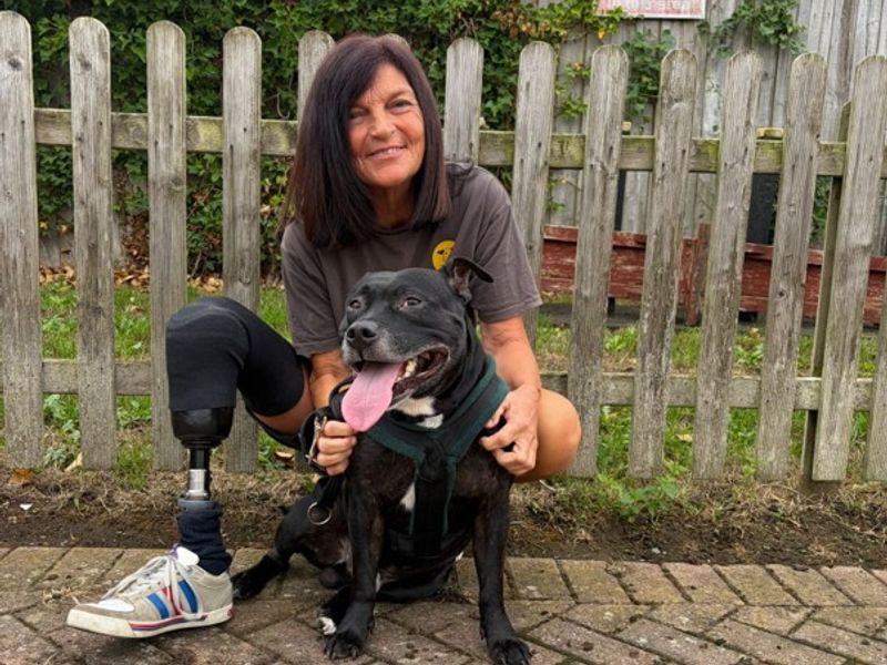 Hugo | Terrier (Staffordshire Bull) | Loughborough - 2