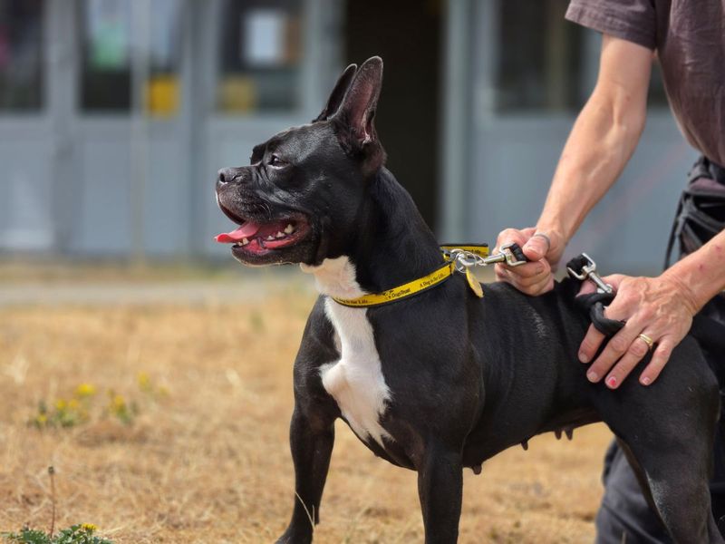 Lily | French Bulldog Cross | Evesham (Worcestershire) - 3