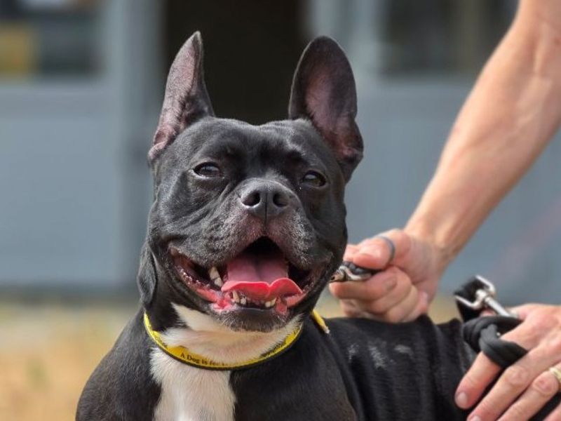 Lily | French Bulldog Cross | Evesham (Worcestershire) - 2