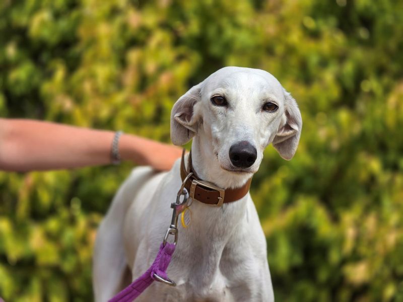 Meg | Saluki | Evesham (Worcestershire) - 3