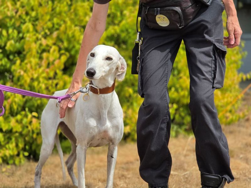Meg | Saluki | Evesham (Worcestershire) - 2