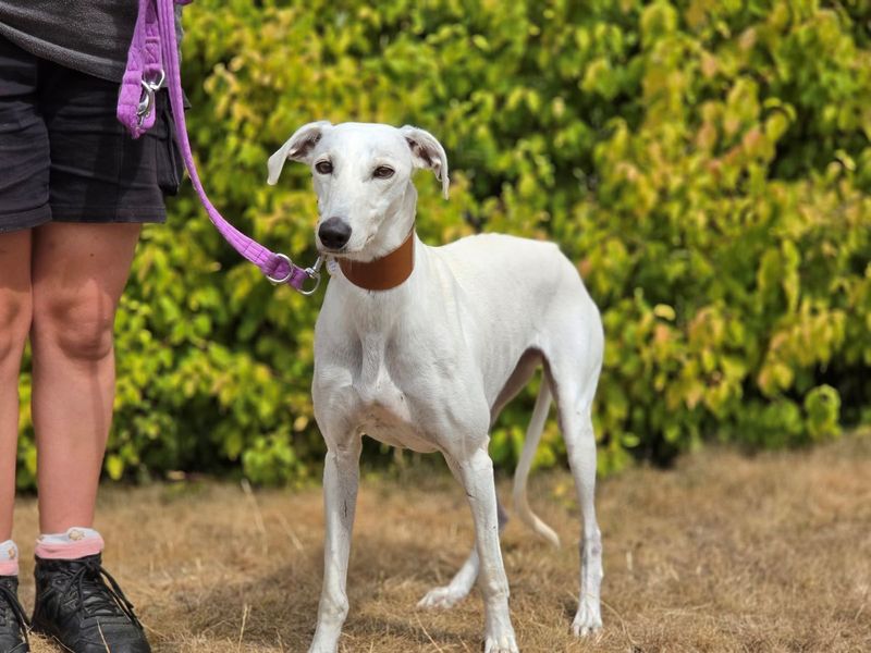 Meg | Saluki | Evesham (Worcestershire) - 1