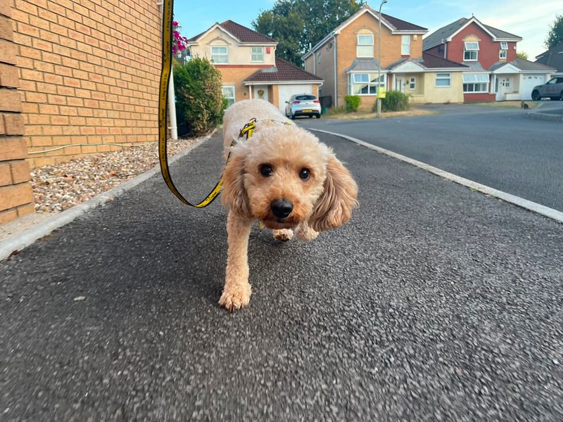 Poodle Dogs And Puppies For Adoption
