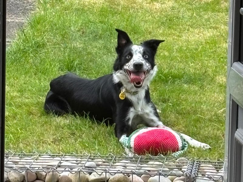 Coops | Collie (Border) | Glasgow - 3