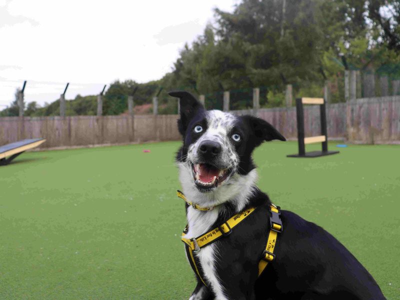 Coops | Collie (Border) | Glasgow - 6