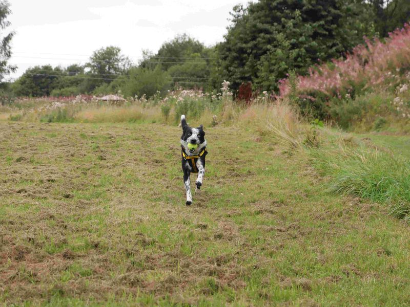 Coops | Collie (Border) | Glasgow - 5