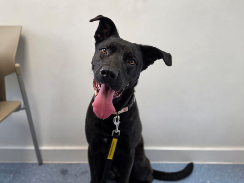 Luna | Belgian Shepherd Dog (Malinois) Cross | Evesham (Worcestershire) - 2