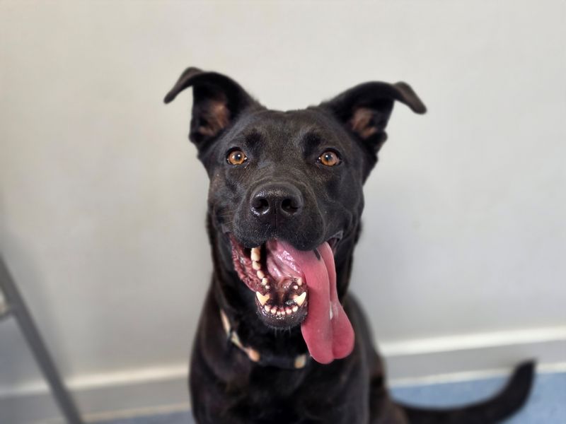 Luna | Belgian Shepherd Dog (Malinois) Cross | Evesham (Worcestershire) - 4