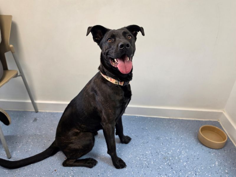 Luna | Belgian Shepherd Dog (Malinois) Cross | Evesham (Worcestershire) - 3
