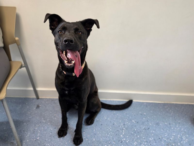 Luna | Belgian Shepherd Dog (Malinois) Cross | Evesham (Worcestershire) - 1