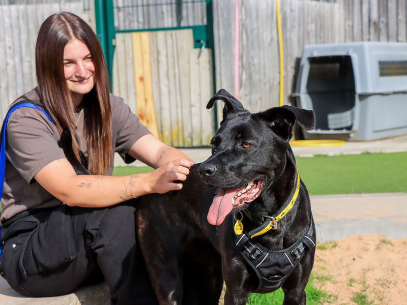 Luna | Belgian Shepherd Dog (Malinois) Cross | Evesham (Worcestershire) - 3