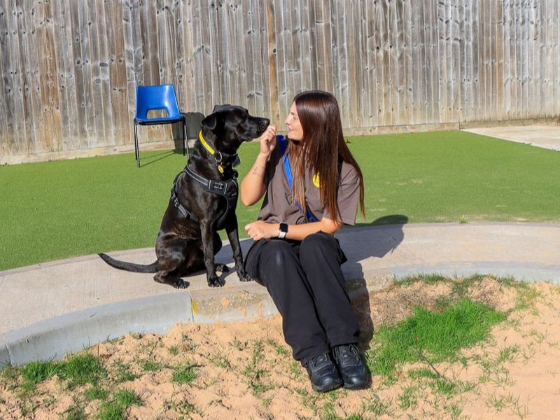 Luna | Belgian Shepherd Dog (Malinois) Cross | Evesham (Worcestershire) - 4