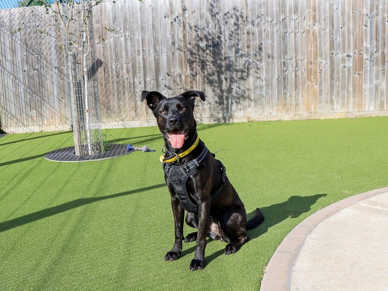 Luna | Belgian Shepherd Dog (Malinois) Cross | Evesham (Worcestershire) - 6