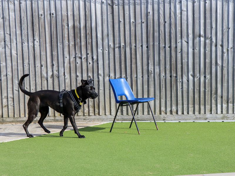 Luna | Belgian Shepherd Dog (Malinois) Cross | Evesham (Worcestershire) - 5