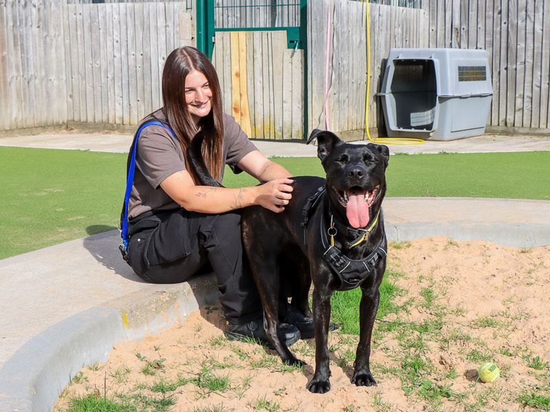 Luna | Belgian Shepherd Dog (Malinois) Cross | Evesham (Worcestershire) - 7