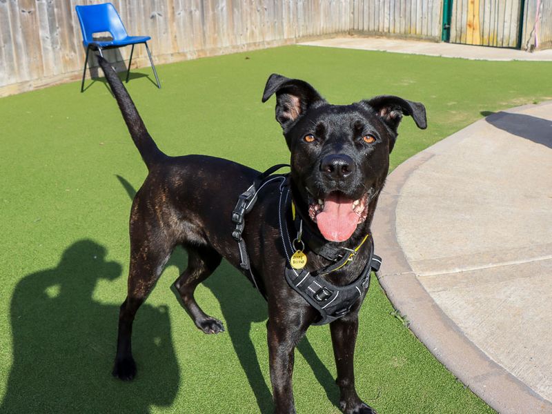 Luna | Belgian Shepherd Dog (Malinois) Cross | Evesham (Worcestershire) - 8